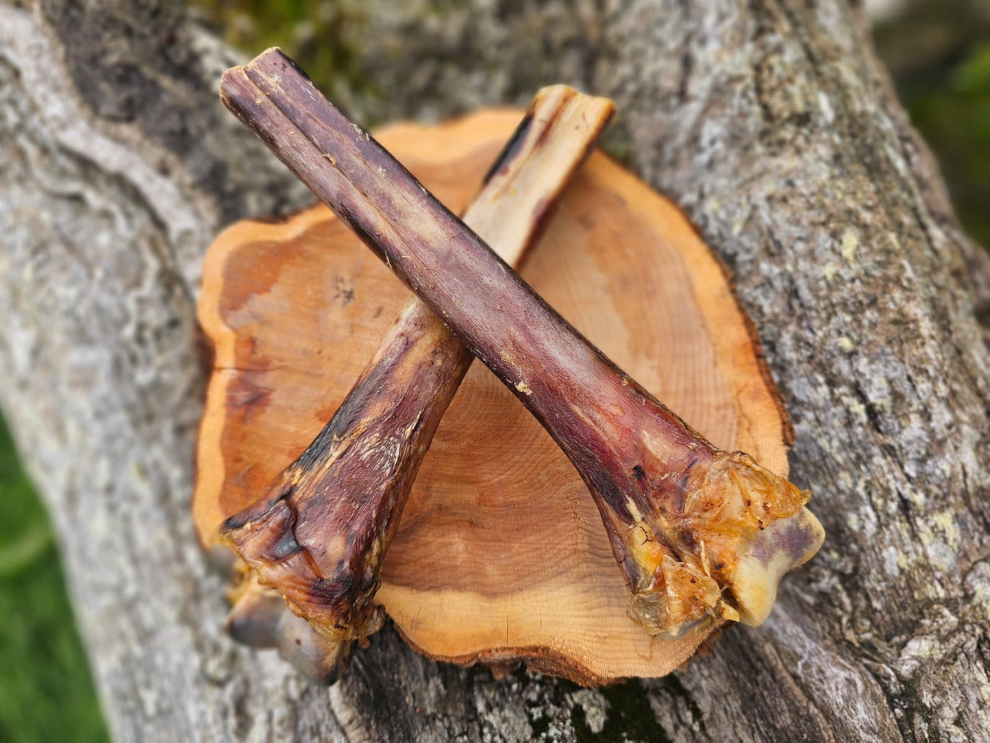 Ostrich metatarsal bone