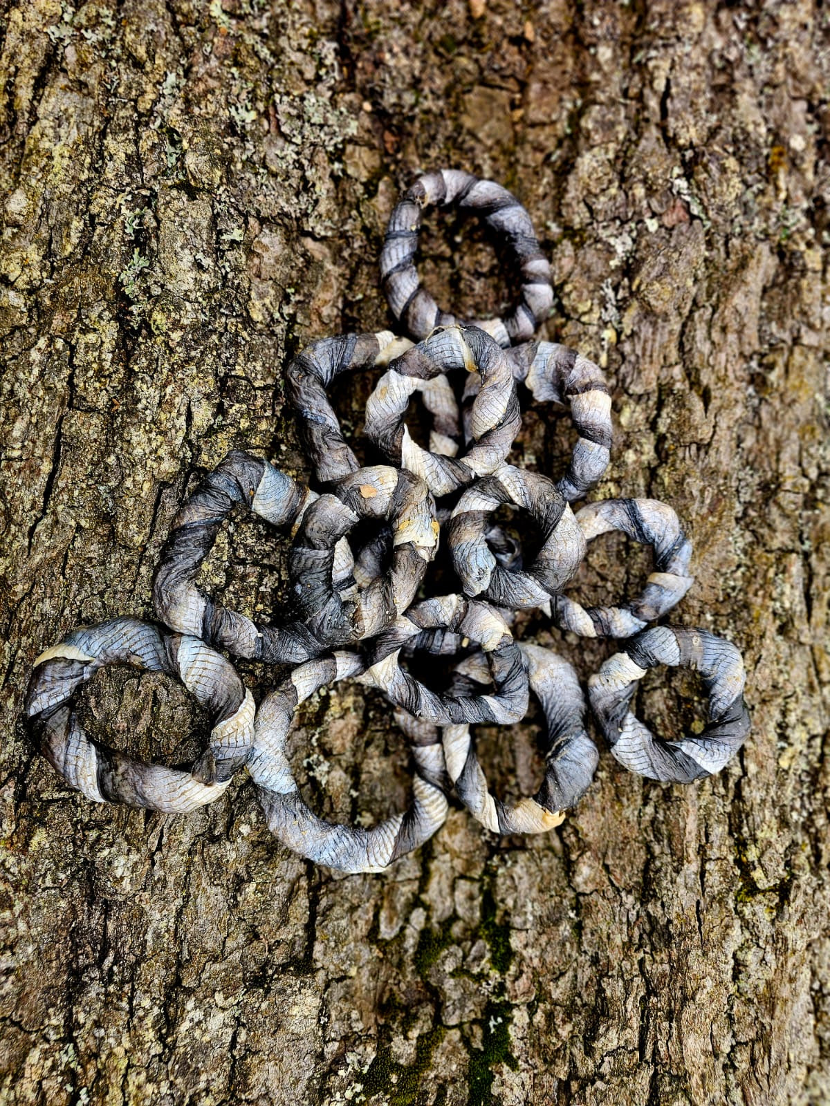 Fish Skin Donuts