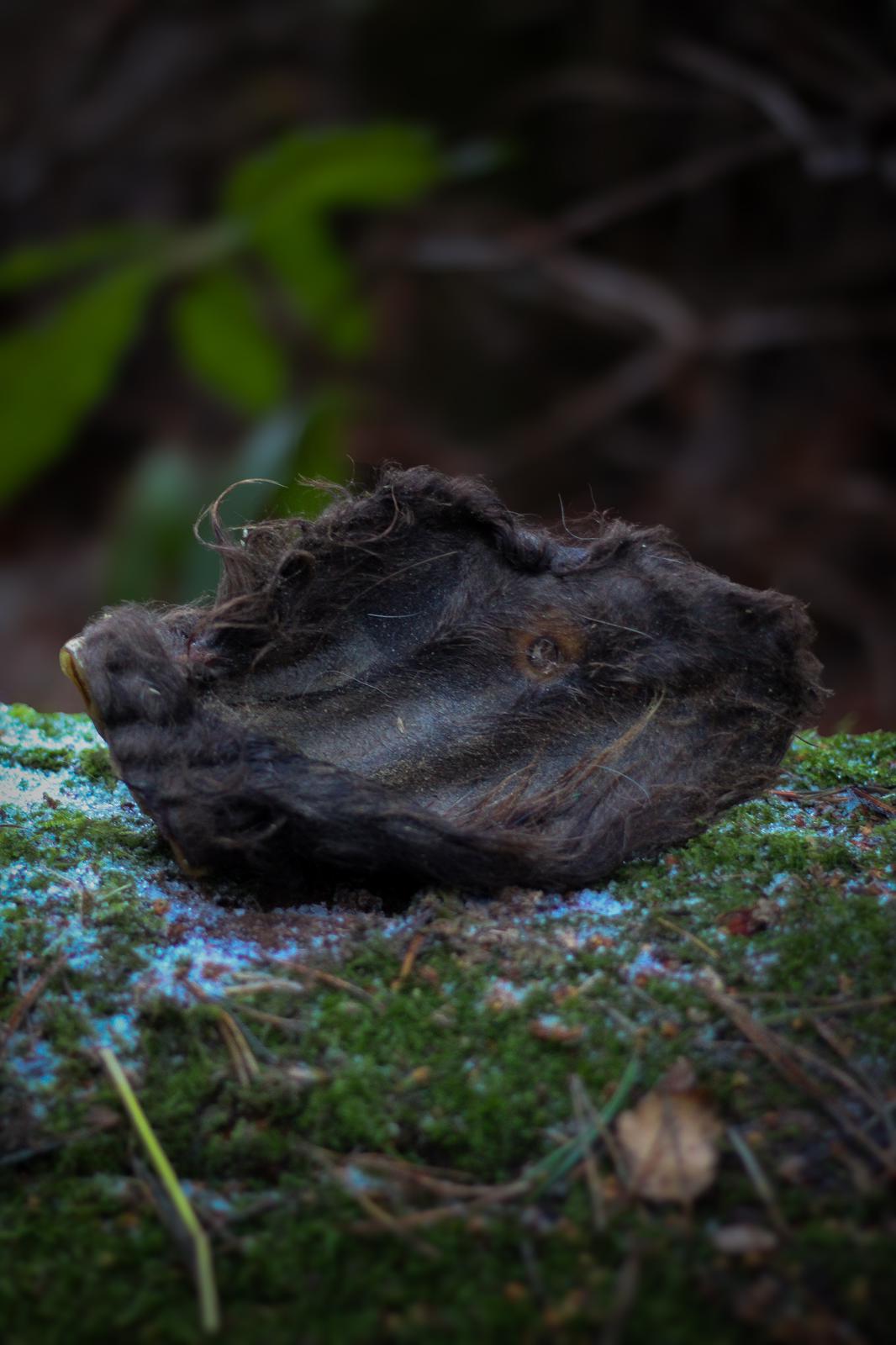 Hairy Cows Ear